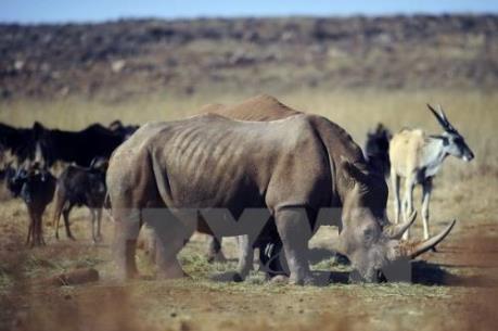 Hoạt động của con người đe dọa thiên nhiên hoang dã