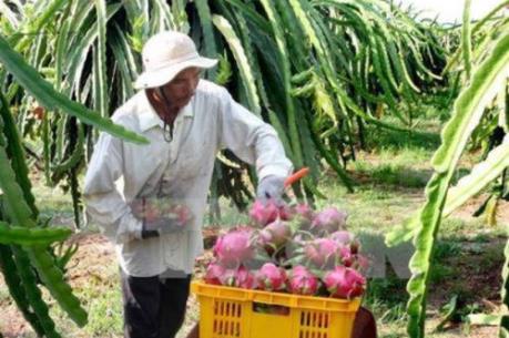Người trồng thanh long không còn mặn mà với tiêu chuẩn VietGAP