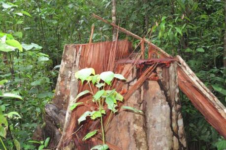 Tan hoang rừng phòng hộ Tây Nguyên
