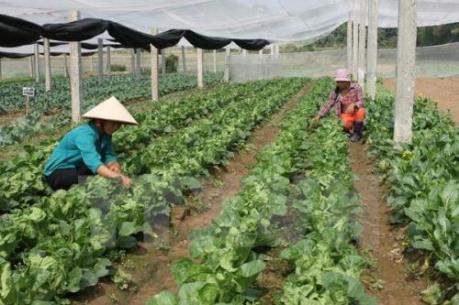 Nông nghiệp sạch: Không thể thiếu những “đầu tàu” mạnh (Bài 1)