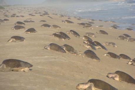 Hàng nghìn rùa Golfinas “đổ bộ” vào bờ biển của Mexico