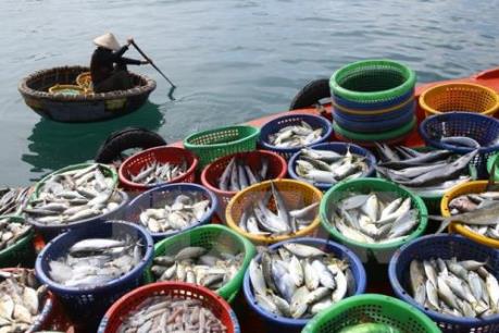 Kiên Giang nguồn lợi thủy sản ngày càng suy giảm