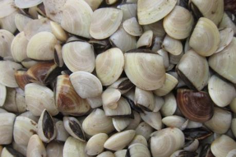Hàng trăm tấn nghêu thương phẩm lưu vụ vì không có đầu ra