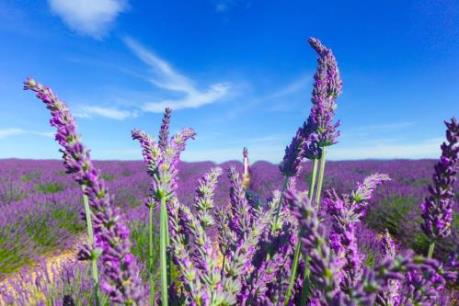 Ngắm cánh đồng hoa oải hương tuyệt đẹp trên đất Pháp