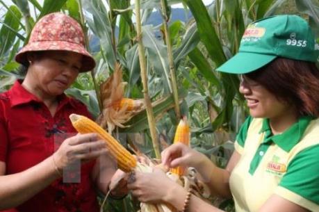 “Bước chạy đà” từ đất lúa kém hiệu quả sang ngô