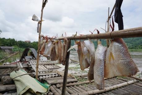 Cá chết hàng loạt trên sông Mã là do mưa lũ cuốn nhiều phù sa