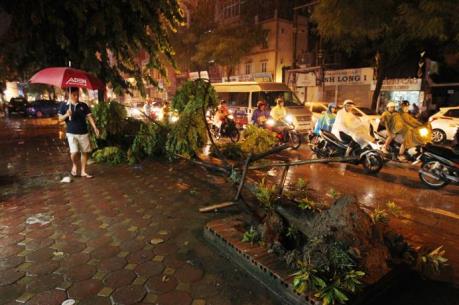 Ứng phó với bão số 3: Đề phòng nguy cơ cây xanh bị gãy đổ do bão