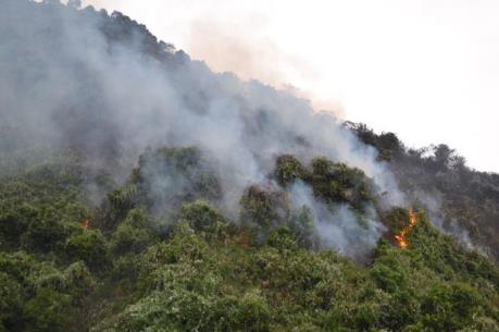 Cơ bản khống chế vụ cháy lớn tại rừng Nam Hải Vân, Đà Nẵng