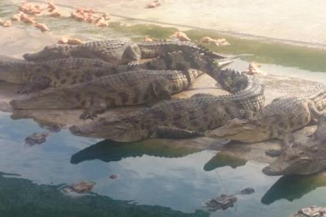 Cá sấu rớt giá, người nuôi thua lỗ nặng