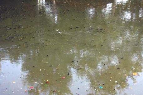 Nguyên nhân ban đầu cá chết nổi trắng sông An Cựu, Huế