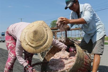 Ngư dân Quảng Bình thu tiền triệu mỗi ngày từ khai thác ruốc biển