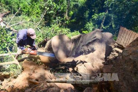 Phản hồi thông tin của TTXVN: Điện Biên xử lý nghiêm trường hợp khai thác rừng trái phép