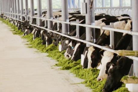 Vinamilk: Thương hiệu sữa Việt 40 năm, xuất khẩu sang 43 nước
