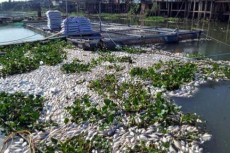 Xác định nguyên nhân cá chết hàng loạt trên sông Sa Lung