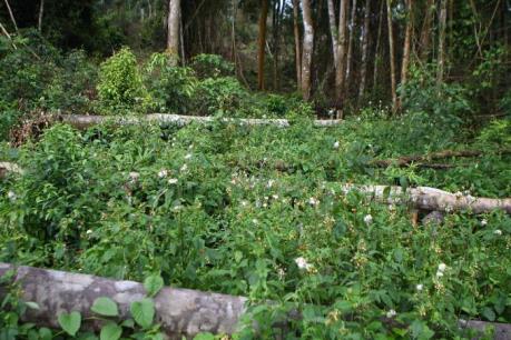 Tây Nguyên khó thu hồi đất rừng bị lấn chiếm trái phép
