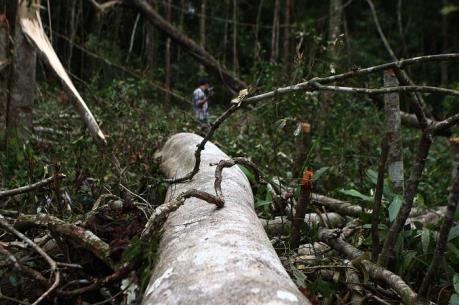Phó Chủ tịch tỉnh Đắk Nông trực tiếp khảo sát tình trạng phá rừng từ phản ánh của TTXVN