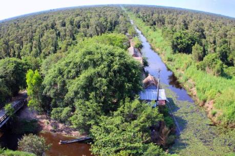 Rừng quốc gia U Minh Hạ đối mặt với nguy cơ bị nhiễm mặn