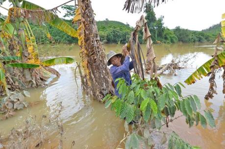 Sản xuất nông nghiệp bị ảnh ưởng lớn do thi công thủy điện