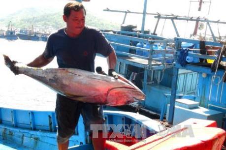 Nghề câu cá ngừ đại dương: Ngư dân chưa hết “lênh đênh”