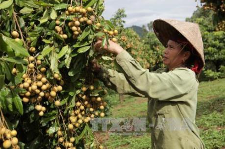 Nhãn VietGap Hưng Yên sẽ có mặt trên hệ thống siêu thị toàn quốc