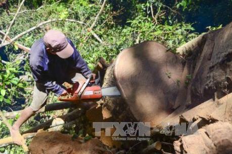 Rừng bị tàn phá, chính quyền địa phương vẫn không thừa nhận