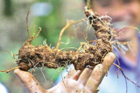Công bố chỉ dẫn địa lý "Ngọc Linh" cho sản phẩm sâm củ