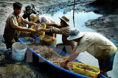 Tôm nước lợ có nhiều lợi thế phát triển