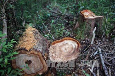 Vụ phá rừng pơ mu ở Quảng Nam: 14 đối tượng đã ra đầu thú