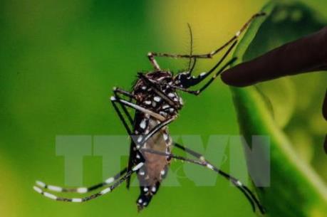Thái Lan điều tra các trường hợp nghi mắc chứng đầu nhỏ liên quan đến Zika