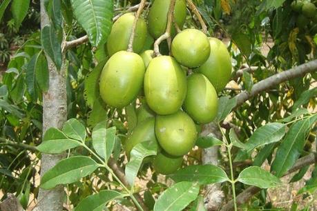 Thu nhập tiền tỷ từ cây cóc Thái ở Thanh Hà, Hải Dương