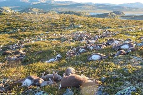 Sửng sốt trước thảm họa hàng trăm con tuần lộc bị sét đánh chết