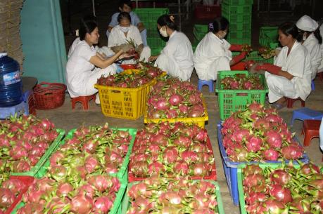 Bộ Công Thương lên tiếng về việc thương lái Trung Quốc thao túng thanh long Bình Thuận