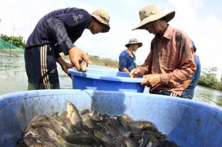 Long An phản hồi thông tin về việc sử dụng phẩm màu cho cá trê vàng