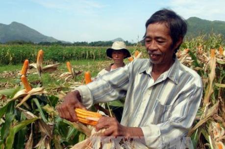 "Lời giải" phát triển nguyên liệu vùng chăn nuôi