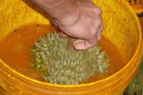 Bắt quả tang sầu riêng "tắm" hóa chất chín đều sau 3 ngày