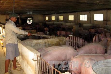 Phát hiện chất cấm mới Systeamine trong chăn nuôi