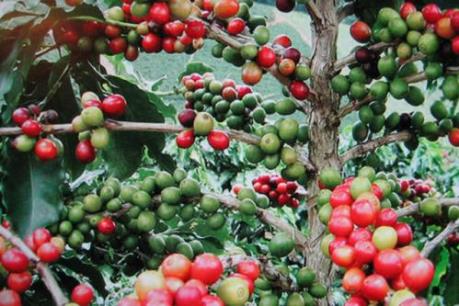 Cây cà phê đứng trước nguy cơ biến mất trong thế kỷ 21