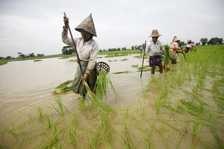 Myanmar tìm kiếm các thị trường mới cho xuất khẩu gạo