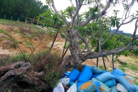 Thực hư chuyện cây quý tại di tích Huế bị đào để biếu lãnh đạo