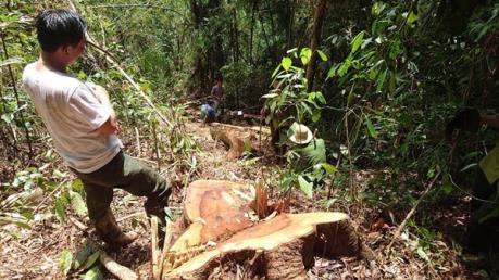 Khởi tố đối tượng cầm đầu băng nhóm phá rừng