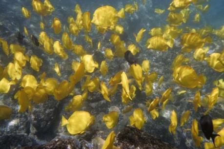 Mỹ xây dựng khu bảo tồn sinh vật biển lớn nhất thế giới