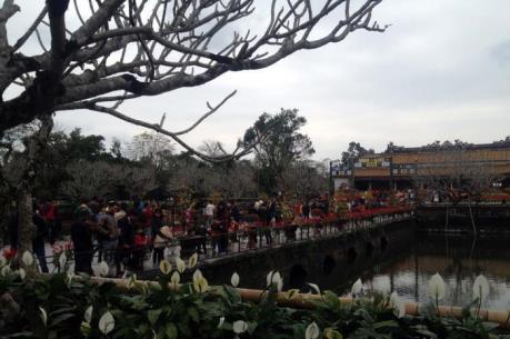 Vẻ đẹp của cây cổ thụ trong di tích Cố đô Huế