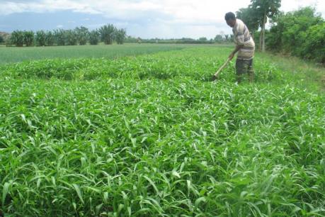 Gần 144.000 ha cây trồng cạn áp dụng tưới tiên tiến, tiết kiệm nước