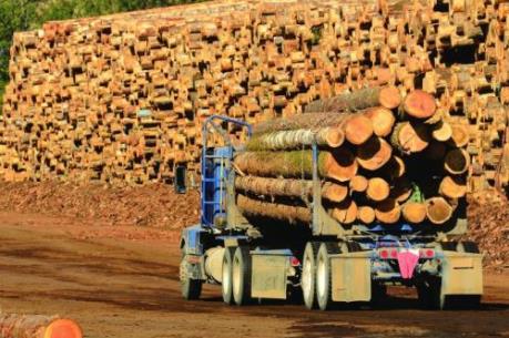 Myanmar sắp nối lại hoạt động khai thác gỗ
