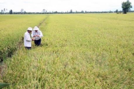 Bắc Giang tạo điều kiện cho doanh nghiệp liên kết sản xuất theo chuỗi