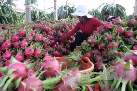 Công ty TNHH Cát Tường tăng gấp đôi lượng xuất khẩu thanh long