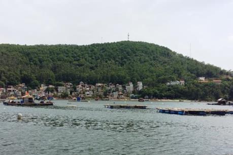 Đã có kết quả xét nghiệm mẫu cá chết ở Nghi Sơn, Thanh Hóa