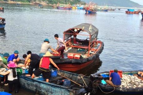 Lý giải nguyên nhân cá chết trên vùng biển Nghi Sơn (Thanh Hóa)