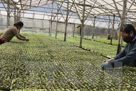 Bến Tre không thành lập hợp tác xã ồ ạt