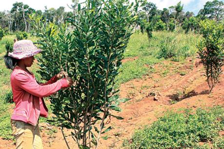 Nhiều diện tích trồng mắc ca ở Lâm Đồng không cho quả vì giống